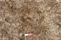 Thumbnail of Photo 5548 Grave 608361 spear and shield boss