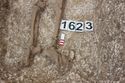 Thumbnail of Photo 5583 SF1623 Iron nail