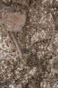 Thumbnail of Photo 5597 Skeleton 608440 Iron object