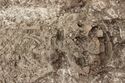 Thumbnail of Photo 5612 Skeleton 608443 SF 1629