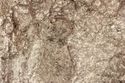 Thumbnail of Photo 5615 Skeleton 608443 skull