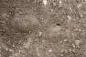Thumbnail of Photo 5836 Grave good, pot insitu SF1775
