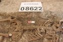 Thumbnail of Photo 5942 Skeleton 608622 bead detail