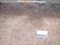Thumbnail of PC070021 Bioturbation 802