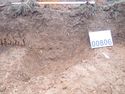 Thumbnail of PC070027 Bioturbation 806