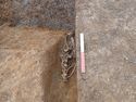 Thumbnail of Photo P9130585 Shot showing articulated animal skeleton within (200143) no board