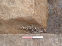 Thumbnail of Photo P9130586 Shot showing articulated animal skeleton within (200143)