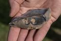 Thumbnail of Bradgate Park Lawns, 'natural' flint (not recorded or kept) from test-pit