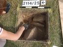 Thumbnail of Test-pit 2114, under excavation at 25cm depth, prior to extension to 1m long