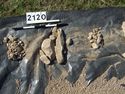 Thumbnail of Test-pit 2120, clasts