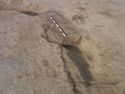 Thumbnail of Ring gully [1264]