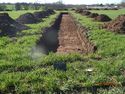 Thumbnail of Trench