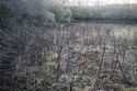 Thumbnail of An overview photograph of the trial trench evaluation area, facing south