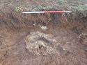 Thumbnail of Modern animal burial TR 90