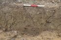 Thumbnail of North facing section of Pit 494-08
