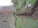 Thumbnail of TR1 from South end.