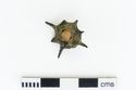 Thumbnail of Photograph of object R259 recovered from the wreck of the Royal Anne Galley