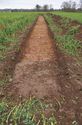 Thumbnail of Trench 4 Trench shot view from north west.jpg