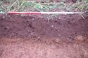 Thumbnail of Record shot of trench 4. Viewed from NE