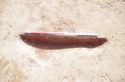 Thumbnail of Pit 1228
