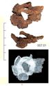 Thumbnail of Image of Find 7.01: Buckle and plate
