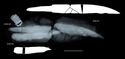 Thumbnail of X-ray of Find 39.01 to 39.03: Seax