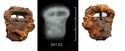 Thumbnail of X-ray of Find 41.02: Buckle and plate