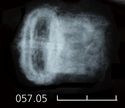 Thumbnail of Image of Find 57.05: Buckle and plate