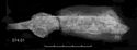 Thumbnail of Image of Find 74.01 Knife
