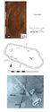 Thumbnail of Plan of Grave 83: Sawcliffe II
