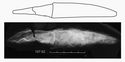 Thumbnail of X-ray of Find 107.02 Knife