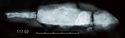 Thumbnail of X-ray of Find 117.02 Knife