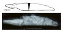 Thumbnail of Image of Find 120.03 Knife
