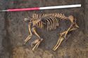 Thumbnail of 110490_to_110498_Mitigation_Image_0128, General Watching Brief area Y/Targeted Watching Brief area 4, articulated dog skeleton 495, from south-east.