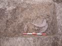 Thumbnail of 110490_to_110498_Mitigation_Image_0483, Set Piece Excavation area 1, view from south of animal bone and shell in fill 1617 (fill of ditch 1618, part of group 123).