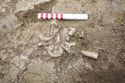 Thumbnail of 110490_to_110498_Mitigation_Image_0849, Set Piece Excavation area 4, human skeleton 4236 - north end (fill of ditch 4235 - part of drain/ditch group 4271), from west.