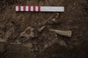 Thumbnail of 110490_to_110498_Mitigation_Image_0854, Set Piece Excavation area 4, human skeleton 4236 - north end, second layer (fill of ditch 4235 - part of drain/ditch group 4271), from west.
