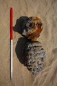 Thumbnail of 110499_Intertidal_Image_06, Timber Assessment Report 110499.03, Front Cover/Figure 6 - Image 3 of 3, object interpreted as a capstan, discovered during excavations for cable installations in the intertidal zone at Horseshoe Point, North Cotes.