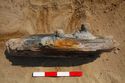 Thumbnail of 110499_Intertidal_Image_09, Timber Assessment Report 110499.03, Figure 2 - Image 3 of 4, Timber 1 discovered during excavations for cable installations in the intertidal zone at Horseshoe Point, North Cotes.