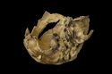 Thumbnail of 221790_Publication_Plate_6.09, The Archaeology of the Hornsea Project One Offshore Windfarm Cable Route, Wessex Archaeology Monograph 41, 2022, Plate 6.9: 12th/13th century redeposited skull from ditch/drain 4271 at Blow Field (SPE4 - Set Piece Excavation area 4). Endocranial view of right parietal bone from below showing extent of lesion.