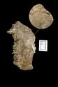 Thumbnail of 221790_Publication_Plate_6.10, The Archaeology of the Hornsea Project One Offshore Windfarm Cable Route, Wessex Archaeology Monograph 41, 2022, Plate 6.10: Late Romano-British redeposited bone from ditch 100 at Station Road (SPE1 - Set Piece Excavation area 1). Fragment of right parietal vault showing location and form of cut marks (with detailed inset).