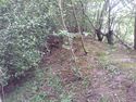 Thumbnail of Greenery