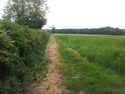 Thumbnail of Open field