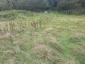 Thumbnail of Areas of wetland within meadow, lying between rail line and woodland