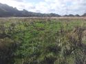 Thumbnail of Areas of wetland within meadow, lying between rail line and woodland