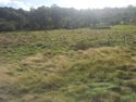 Thumbnail of Areas of wetland within meadow, lying between rail line and woodland
