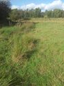 Thumbnail of Areas of wetland within meadow, lying between rail line and woodland