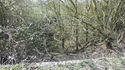 Thumbnail of Greenery near working site