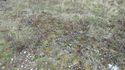 Thumbnail of Greenery near working site