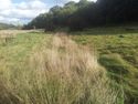 Thumbnail of Areas of wetland within meadow, lying between rail line and woodland